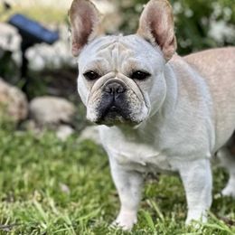 French Bulldogs and Labrador Retrievers from Summer Rose