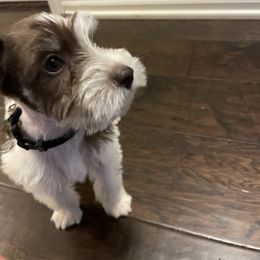 Miniature Schnauzer Puppies from L & R Miniature Schnauzers