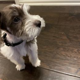 Miniature Schnauzer Puppies from L & R Miniature Schnauzers