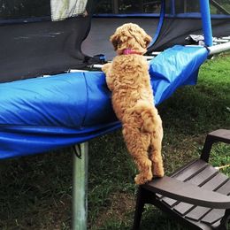 Australian Labradoodle Puppies from Willow Ridge Labradoodles
