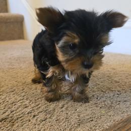 Girl 1 - female Yorkshire Terrier puppy in Aiken, South Carolina from Yorkshires Yorkies