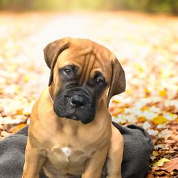 Bullmastiff Puppies from Ambrosia Mastiffs
