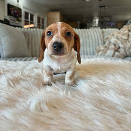 Peanut - Piebald female Dachshund puppy in Price, Utah from Stone Kennels