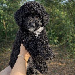 Black and white - Black male Goldendoodle puppy in Fort Myers, Florida from Daisy Doodles LLC