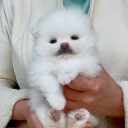 Snow Angel - White male Pomeranian puppy in Irvine, California from Bon Bon Poms