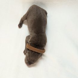 Dilute Retriever and Labrador Retriever Puppies from LC Hunting Labs, LLC.