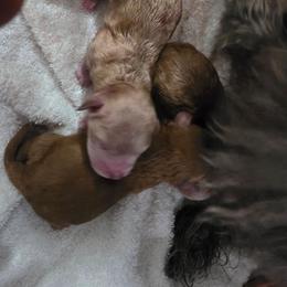 Girl 1 - Brown female Poodle puppy in Lawton, Oklahoma from My Precious Toy Poodles