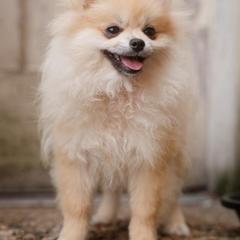 Bella Liz - Cream female Pomeranian puppy in Brooklyn, New York from Svitlana's Pomeranians