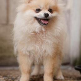 Bella Liz - Cream female Pomeranian puppy in Brooklyn, New York from Svitlana's Pomeranians