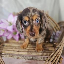 Waylon - Dapple male Dachshund puppy in Arthur, Illinois from Dachs and Poms