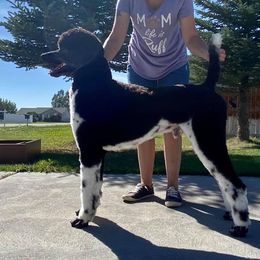 Poodle All Grown Up from High Desert Standard Poodles