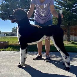 Poodle All Grown Up from High Desert Standard Poodles