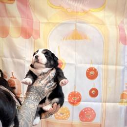 Tiramisu - Black tri female Miniature American Shepherd puppy in Olympia, Washington from Shamayim Shepherds