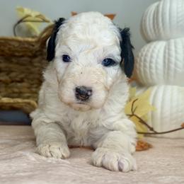Boy 2 - Black and white male Bernedoodle puppy in Russiaville, Indiana from Pleasant Creek Minibernedoodles