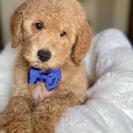 Connor - Apricot male Australian Labradoodle puppy in San Antonio, Texas from I Love U Back Labradoodles, LLC
