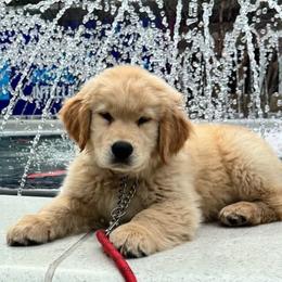 Golden Retriever Puppies from UnrivaledGoldens