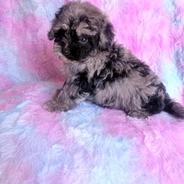 Galaxy - Merle male Cavapoo puppy in Knoxville, Tennessee from Rocky Top Cavapoos