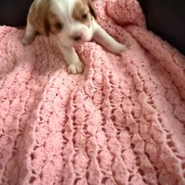 Cavalier King Charles Spaniel puppies from Sandy Cross Kennels