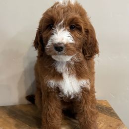 Cookie - Red female Bernedoodle puppy in Horseshoe Bend, Idaho from Over the Moon Poodles and Doodles
