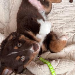 Yellow - Red tri female Miniature Australian Shepherd puppy in Arizona from Country Charm Mini Aussies