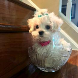 Daisy - White female Morkie puppy in Indianapolis, Indiana from Supreme Pups