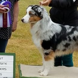 Australian Shepherds from Merribrook Australian shepherd