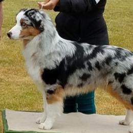 Australian Shepherds from Merribrook Australian shepherd