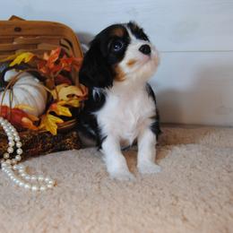 Bonnee - Tri-color female Cavalier King Charles Spaniel puppy in Mountain Grove, Missouri from Dogwood & Sassafras Companions