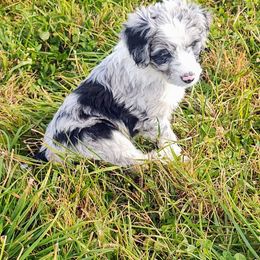 Bordoodle Puppies from Brisby Bordoodles