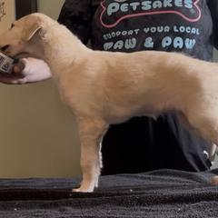 Girl 1 - female Borzoi puppy in Des Moines, Iowa from Luxor Borzoi