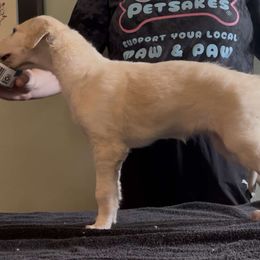 Girl 1 - female Borzoi puppy in Des Moines, Iowa from Luxor Borzoi