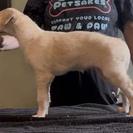 Girl 1 - female Borzoi puppy in Des Moines, Iowa from Luxor Borzoi