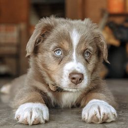 Miniature Australian Shepherds and Toy Australian Shepherds from AC Aussies