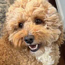 Archie - Goldendoodle