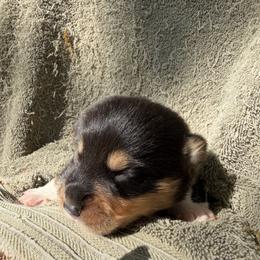 Black tri - Black and white male American Corgi puppy in Pioneer, Michigan from Country Corners Corgis