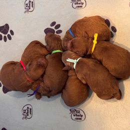 Boy 1 - Red  male Goldendoodle puppy in Kaufman, Texas from Teddy Doods: Goldendoodles & Poodles