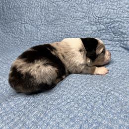 Rowan - Blue merle male Australian Shepherd puppy in Olivehurst, California from Double M Aussies