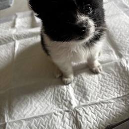 Pomeranian Puppies from Bella's Babies