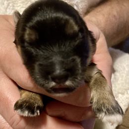 Maltipoo, Morkie, and Yorkipoo Puppies from Danza Bolo