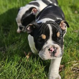Champ - Black tri-color male Bulldog puppy in Lake Stevens, Washington from Washington Bulldogs