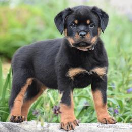 Lisette - Black and mahogany female Rottweiler puppy in Catawissa, Pennsylvania from Sharp Ridge Rottweilers