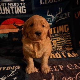 AKC boy - Dark golden male Golden Retriever puppy in Joshua, Texas from 3 Gun Retrievers