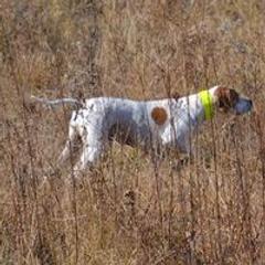 Lagotti Romagnoli and Pointers from RaceCity