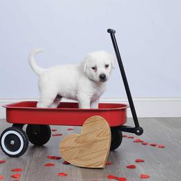 Boy 1 - male Labrador Retriever puppy in Missouri City, Texas from Labrador Retriever Puppies