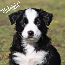 Miniature Australian Shepherd Puppies from Mutton Creek Aussies