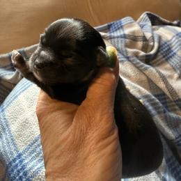 Chip - Black and tan male Chihuahua puppy in Beaumont, Texas from Anastasia’s Tiny Pupps
