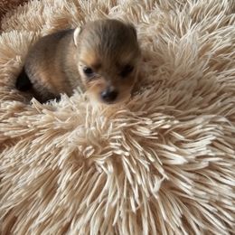 Pomeranian Puppies from Fire Dove Pom