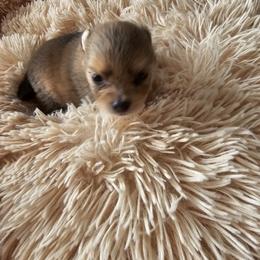 Pomeranian Puppies from Fire Dove Pom