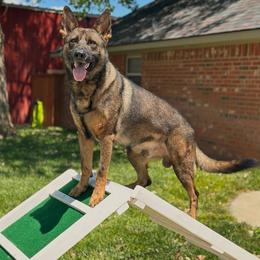 Remo - Sable male German Shepherd puppy in Canyon, Texas from The Iron Canine