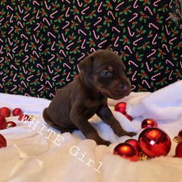 White - Red and rust female Doberman Pinscher puppy in Knox, Indiana from Double River Dobermans